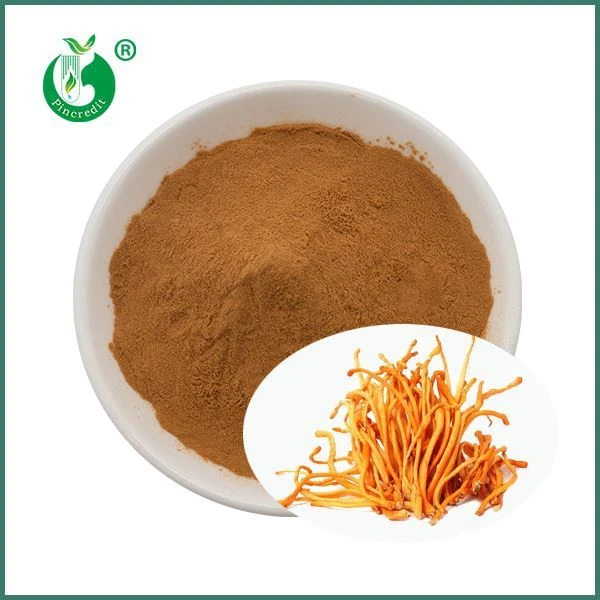 Cordyceps Militaris Ekstresi Tozu