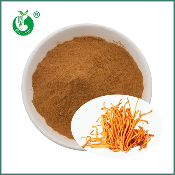 Organik Cordyceps Mantarı Militaris Özü